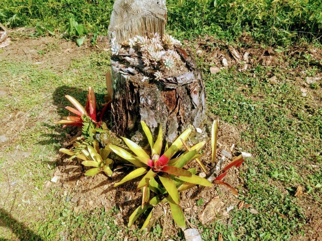 Chale Vale Das Flores - Visconde De Maua Rj المظهر الخارجي الصورة