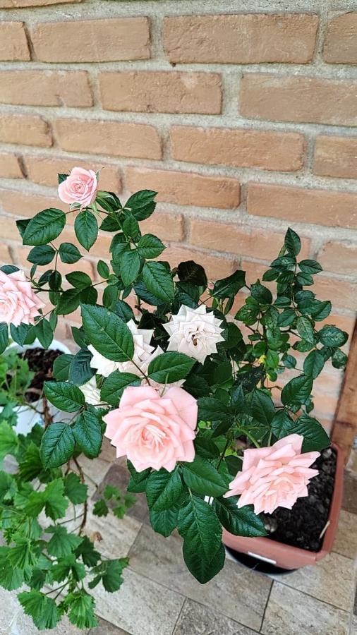 Chale Vale Das Flores - Visconde De Maua Rj المظهر الخارجي الصورة